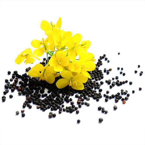 Rapeseed (canola)